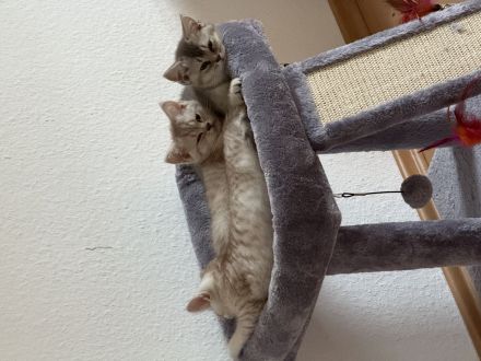 BKH kitten zu verkaufen