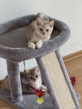 BKH kitten zu verkaufen