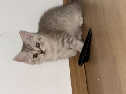 BKH kitten zu verkaufen