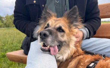Imposanter Koda sucht Führungspersönlichkeit