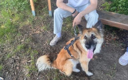 Imposanter Koda sucht Führungspersönlichkeit