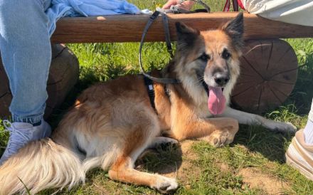 Imposanter Koda sucht Führungspersönlichkeit