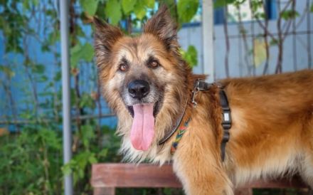 Imposanter Koda sucht Führungspersönlichkeit