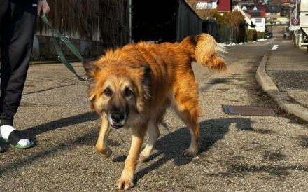 Imposanter Koda sucht Führungspersönlichkeit