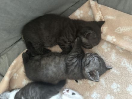 BKH Kitten ab 20.08.2025 abzugeben