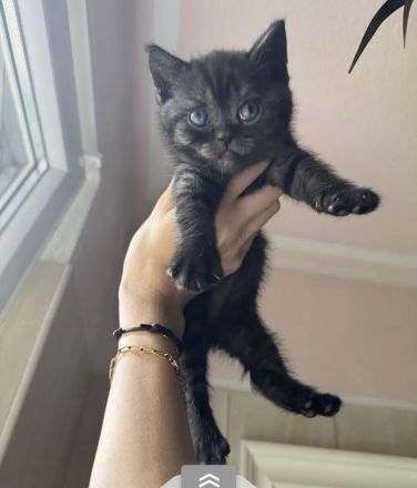 BKH Kitten ab 20.08.2025 abzugeben