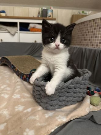 BKH Kitten ab 20.08.2025 abzugeben