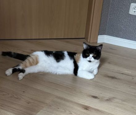 BKH Kitten ab 20.08.2025 abzugeben