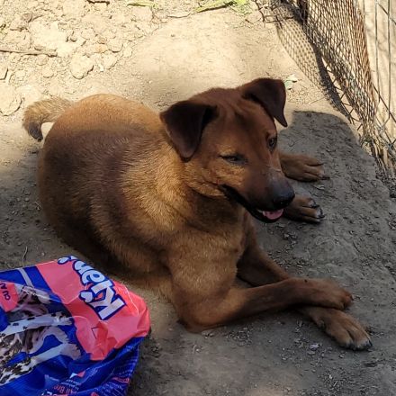 BENNY sucht sein Glück