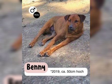 BENNY sucht sein Glück