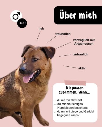 BENNY sucht sein Glück