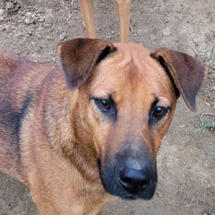 BENNY sucht sein Glück