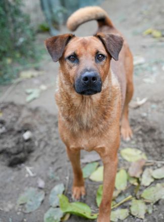 BENNY sucht sein Glück