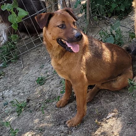 BENNY sucht sein Glück