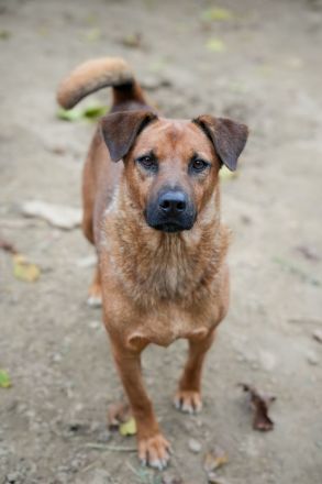 BENNY sucht sein Glück