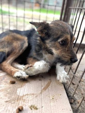 Lotti, zarte, zurückhaltende Hündin sucht ein Körbchen in einem ruhigen Zuhause, 2-3 Jahre, 40 cm