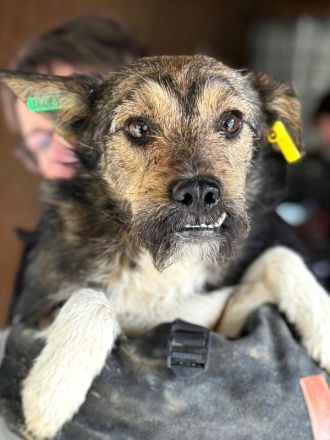 Lotti, zarte, zurückhaltende Hündin sucht ein Körbchen in einem ruhigen Zuhause, 2-3 Jahre, 40 cm