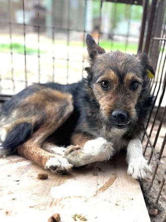 Lotti, zarte, zurückhaltende Hündin sucht ein Körbchen in einem ruhigen Zuhause, 2-3 Jahre, 40 cm