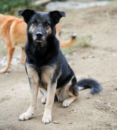 Treue SAMMY sucht ihr Zuhause