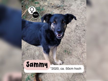 Treue SAMMY sucht ihr Zuhause