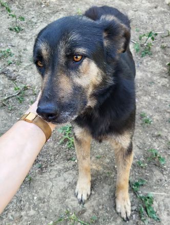 Treue SAMMY sucht ihr Zuhause