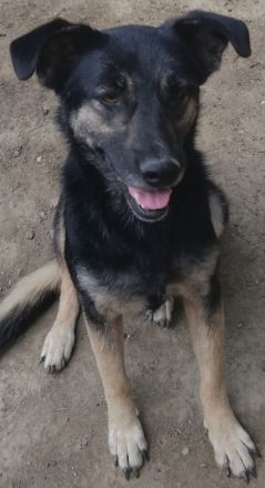 Treue SAMMY sucht ihr Zuhause