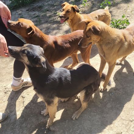 Treue SAMMY sucht ihr Zuhause