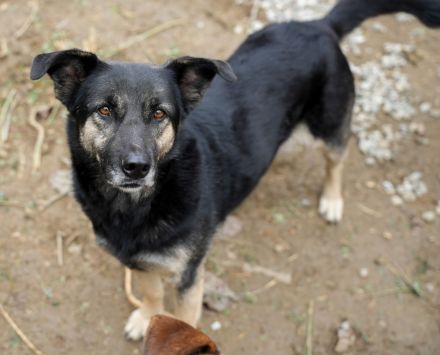 Treue SAMMY sucht ihr Zuhause