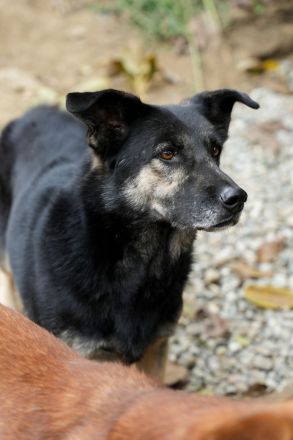 Treue SAMMY sucht ihr Zuhause