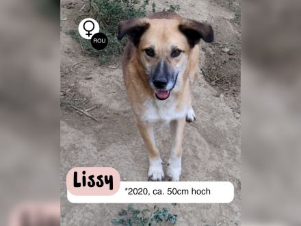 LISSY sucht ihre Menschen