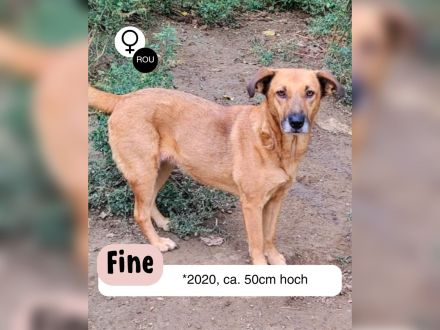 Zeigst du FINE die Welt?