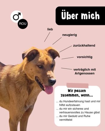 MONTY sucht nach Liebe