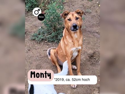 MONTY sucht nach Liebe