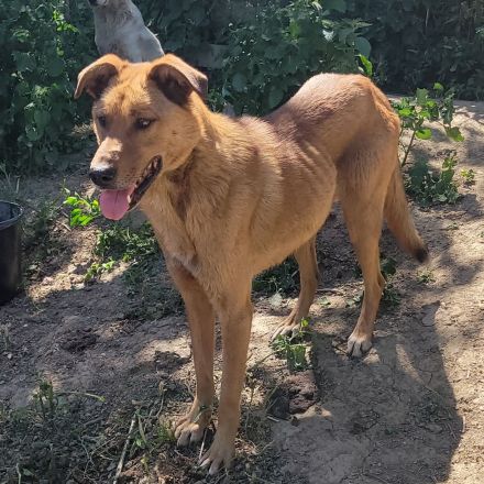 MONTY sucht nach Liebe