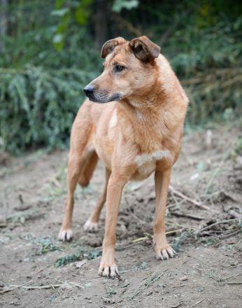 MONTY sucht nach Liebe