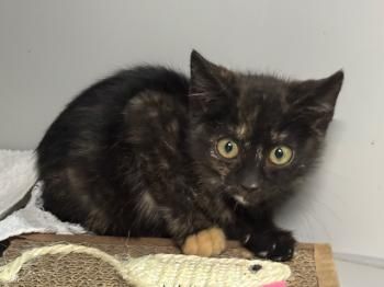 Relampago und Lluvia