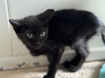 Relampago und Lluvia