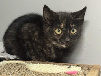 Relampago und Lluvia