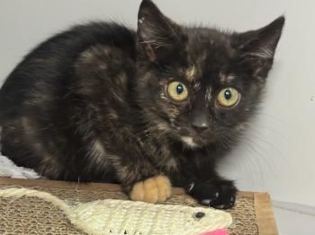 Relampago und Lluvia