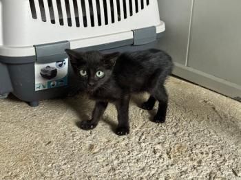 Relampago und Lluvia