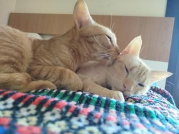 Ludo, Finch und Lux, 2x 2 Jahre, 1x 1 Jahr jung