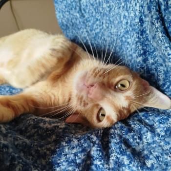 Ludo, Finch und Lux, 2x 2 Jahre, 1x 1 Jahr jung