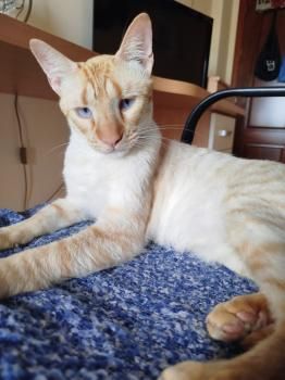 Ludo, Finch und Lux, 2x 2 Jahre, 1x 1 Jahr jung