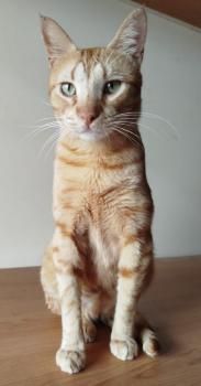 Ludo, Finch und Lux, 2x 2 Jahre, 1x 1 Jahr jung