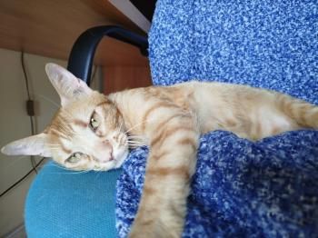 Ludo, Finch und Lux, 2x 2 Jahre, 1x 1 Jahr jung