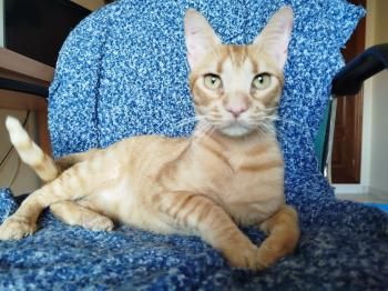 Ludo, Finch und Lux, 2x 2 Jahre, 1x 1 Jahr jung