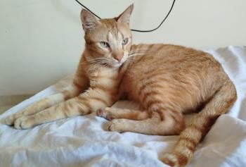 Ludo, Finch und Lux, 2x 2 Jahre, 1x 1 Jahr jung