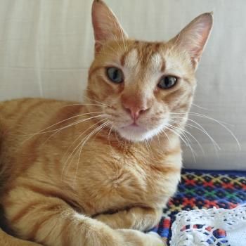 Ludo, Finch und Lux, 2x 2 Jahre, 1x 1 Jahr jung