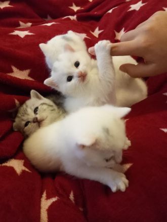 Europäische kurzhaar babykatze