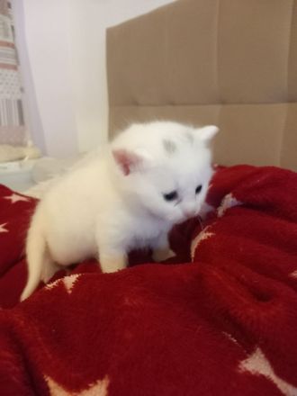 Europäische kurzhaar babykatze